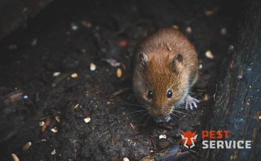 Дератизация в  Санкт-Петербурге
